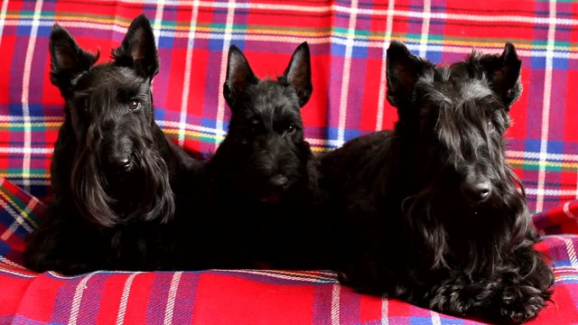 family of three Scottish Terrier