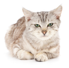 Kitten on a white background