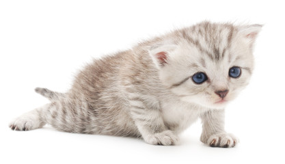 Kitten on a white background