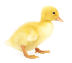 one duckling