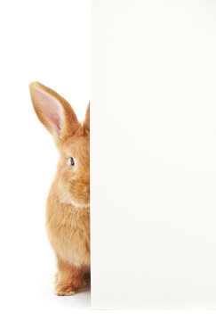 Rabbit with blank