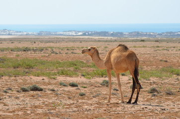 Дикий верблюд на острове Сокотра в Йемене