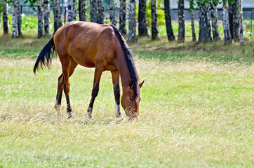 Obraz premium Young bay horse in the meadow
