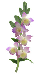 branch with five light lilac orchids