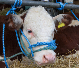 Hereford cow at the show ground