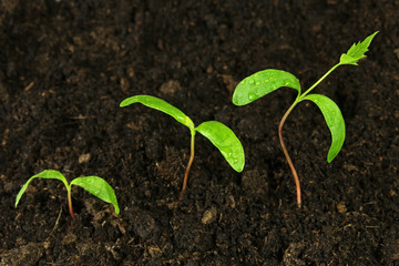 step of growing green plant