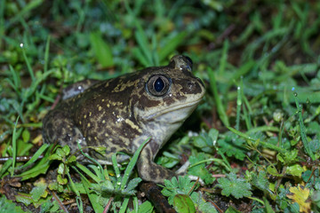 Western Spadefoot Toad, Pelobates cultripes