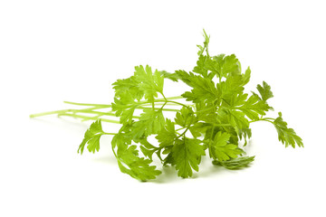 Chervil twig isolated