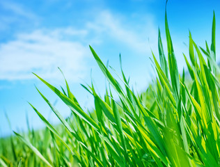 Obraz premium green grass