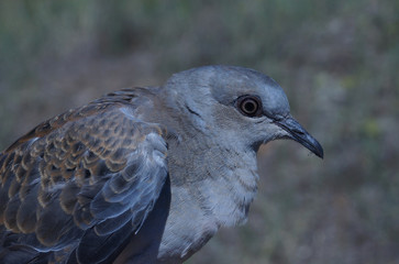 European Turtle Dove, Streptopelia turtur