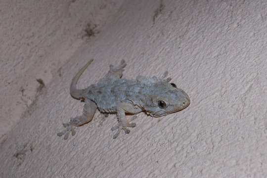 Tarentola mauritanica, Common Wall Gecko, Moorish Gecko
