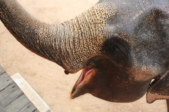 Elefante