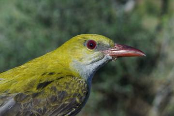 Golden Oriole, Oriolus oriolus