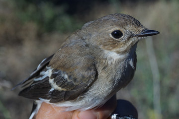 European Pied Flycatcher, Ficedula hypoleuca