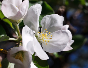 Apple blossom