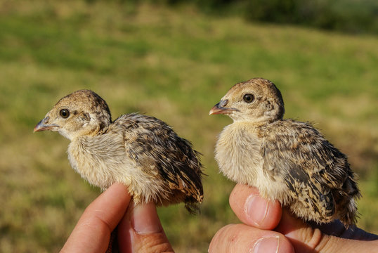 Red-legged Partridge chicks, Alectoris rufa