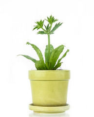 Culantro  plant in pot