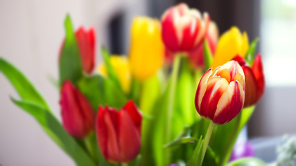 Bunch bouquet of colourful tulips close natural light