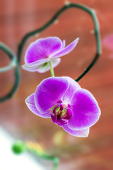 Tropical Orchid Phalaenopsis against window glass close up