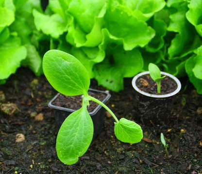 plants,l&eacute;gume,jardinage de saison