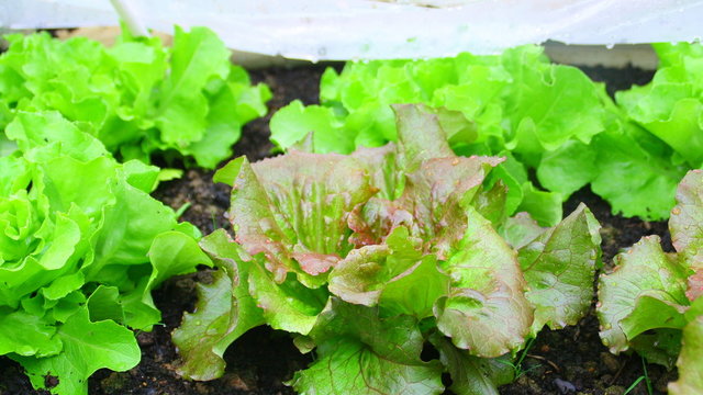 salades au potager