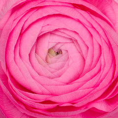 Fototapeta premium Pink Rose close up