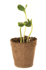 Sunflower seedling in a brown pot of peat