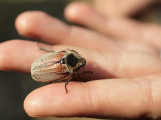 Chafer on hand