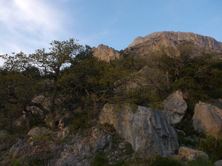 Trees in the Crimean mountains