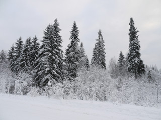 winter forest