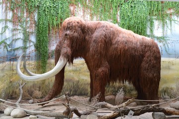 Obraz premium Mammoth