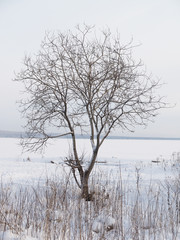 shore of the lake in winter