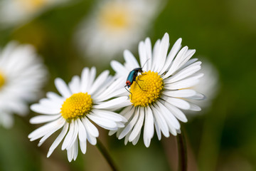 Fototapeta premium Daisy flower