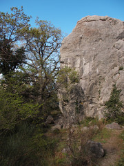 Trees in the Crimean mountains