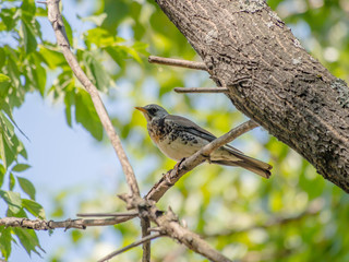 Thrush in the forest