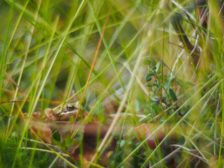 frog in the grass