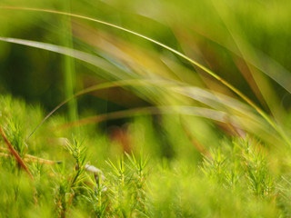 Green moss