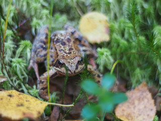 frog in the grass