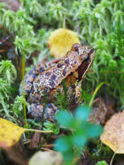 frog in the grass