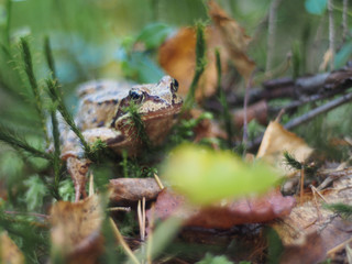 frog in the grass