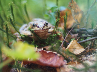 frog in the grass