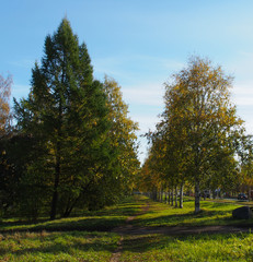 Naklejka premium park