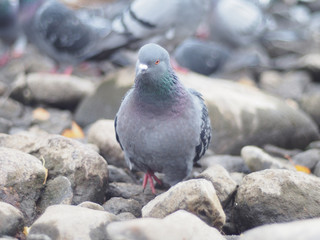 portrait of pigeon