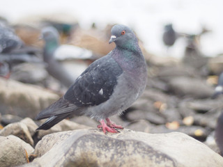 portrait of pigeon