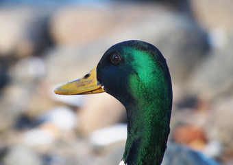 Portrait of duck