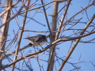 Thrush in the forest