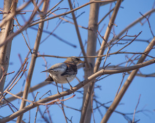 Thrush in the forest