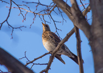 Thrush in the forest