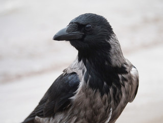 portrait of crows
