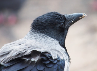 portrait of crows